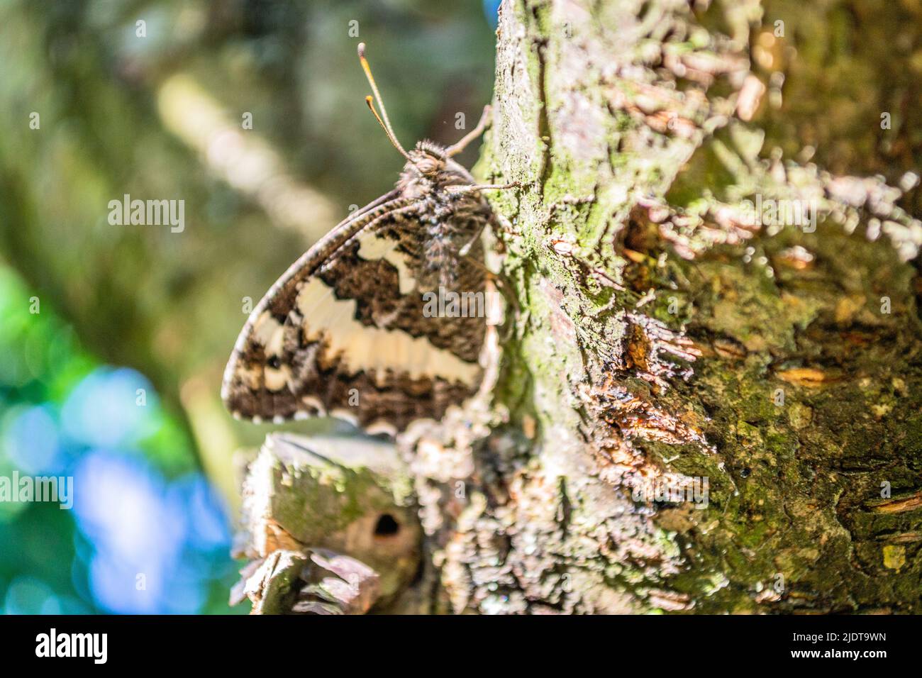 Black and white diurnal butterfly in its natural environment. Stock Photo