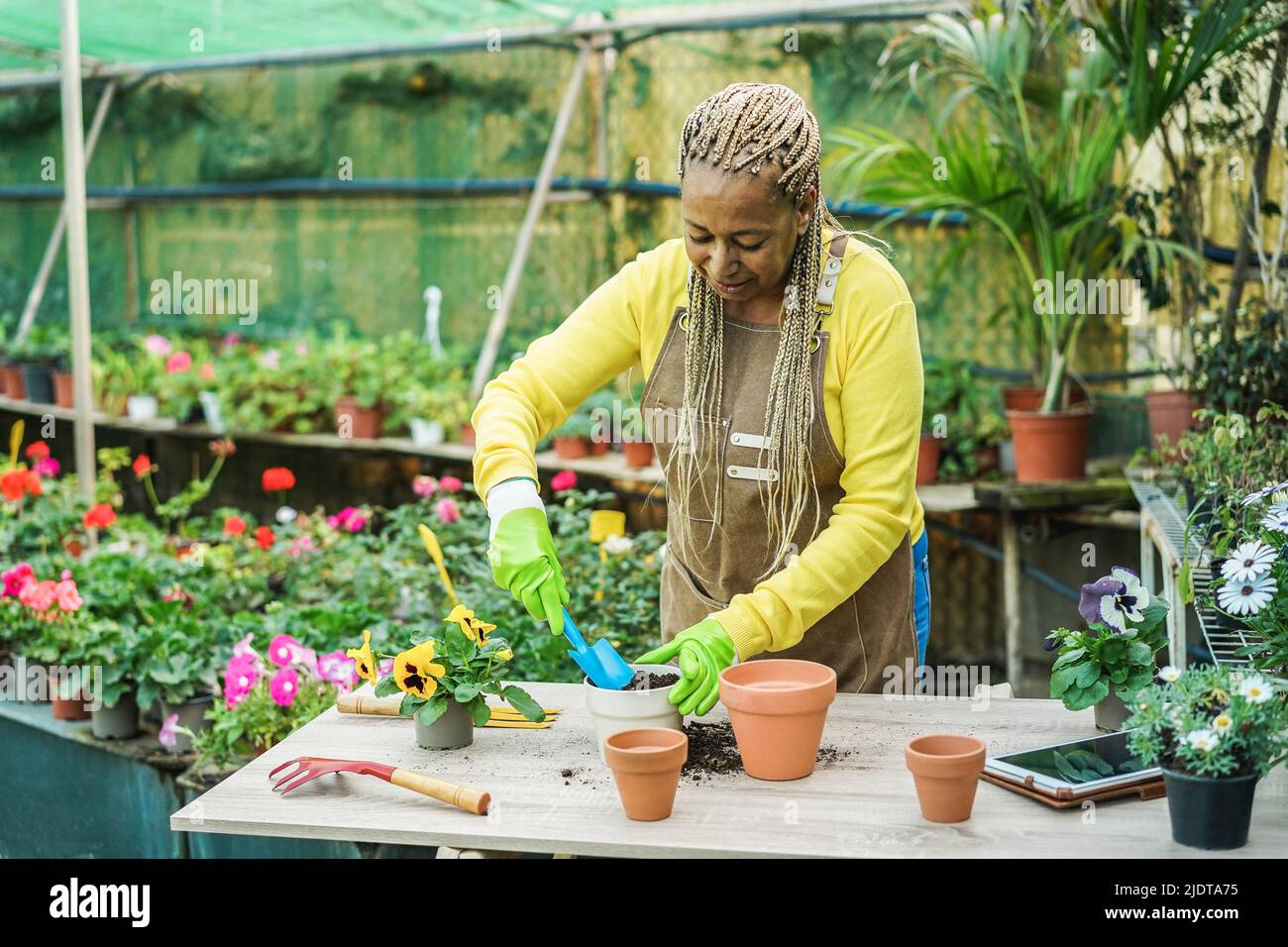 African woman preparing flowers plants inside nursery garden - Focus on hands Stock Photo