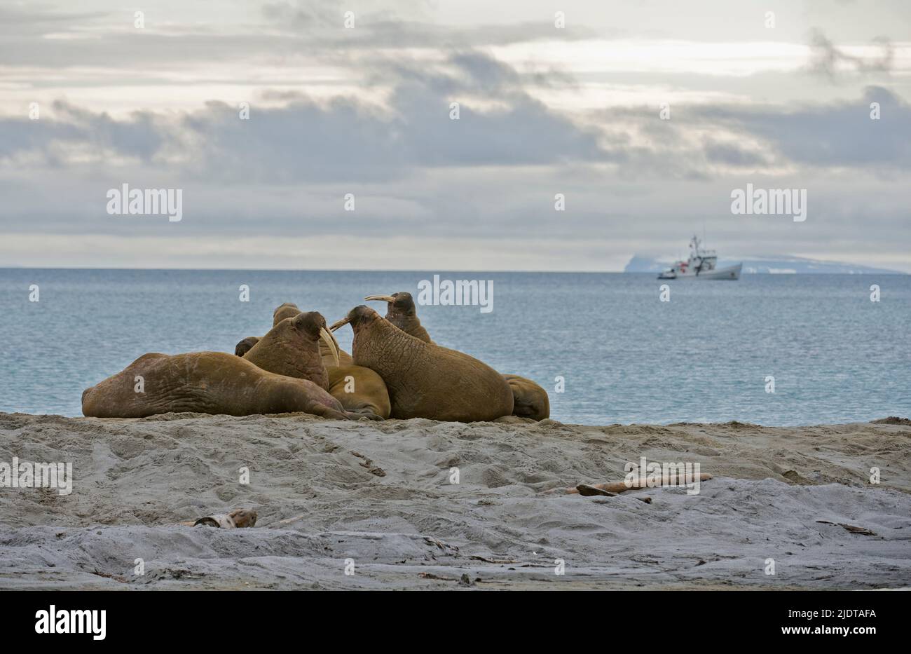 Walrusses at Phippsøya, one of the Seven Islands, off northern Nordaustlandet, Svalbard. July 2012. Stock Photo