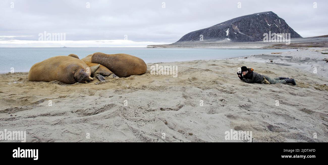 Photographing walerusses at Phippsøya, Svalbard. Stock Photo