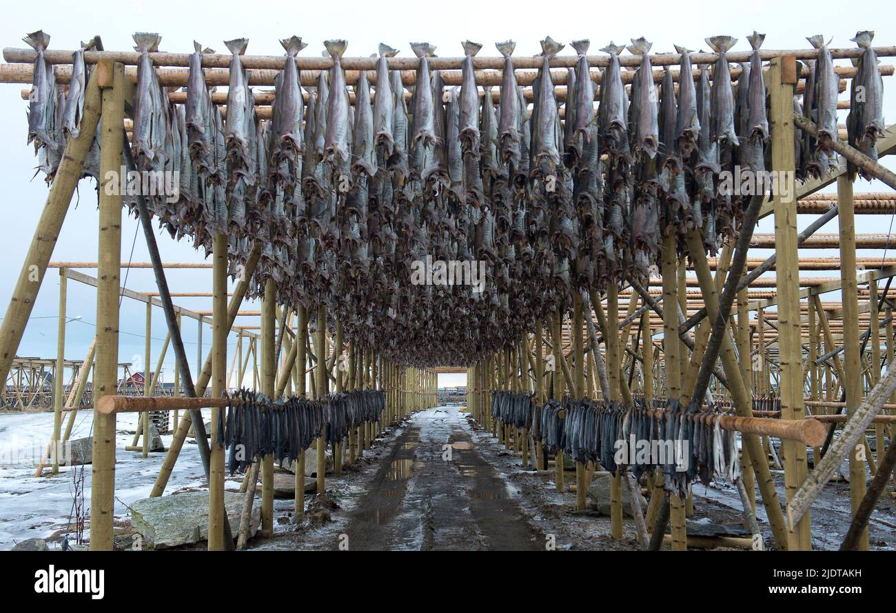 Cod drying on racks for making stockfish at Röst, Lofoten, Norway in