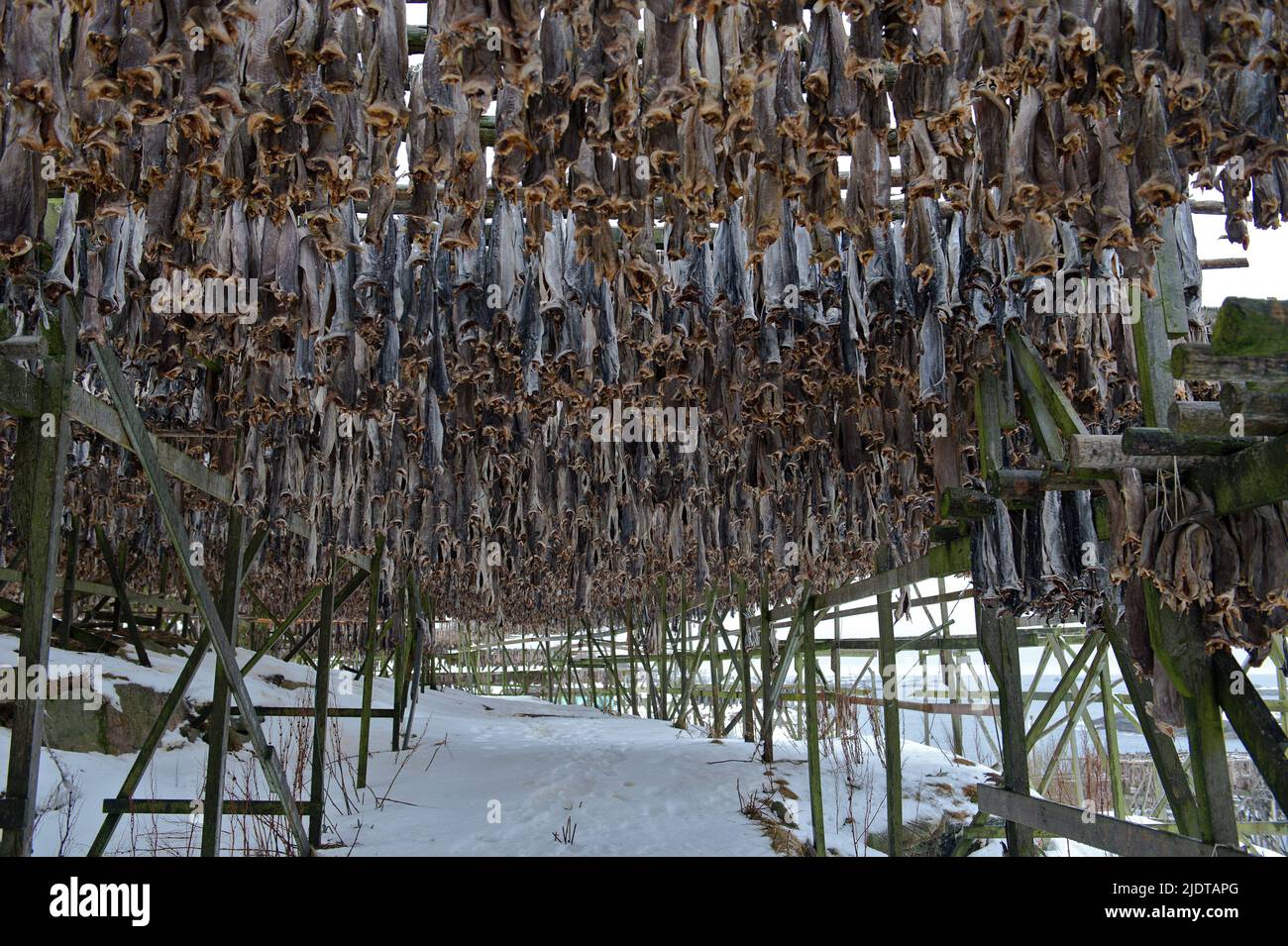 Fish racks with drying cod in Henningsvaer, Lofoten, Norway Stock Photo ...