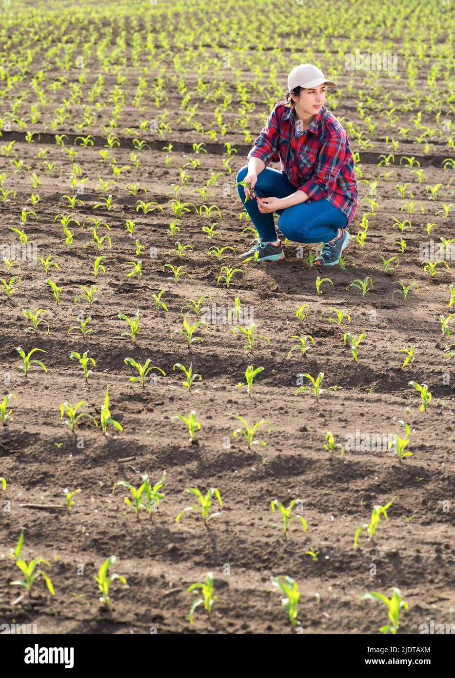 Farmer examining corn plant in field. Agricultural activity at cultivated land. Stock Photo