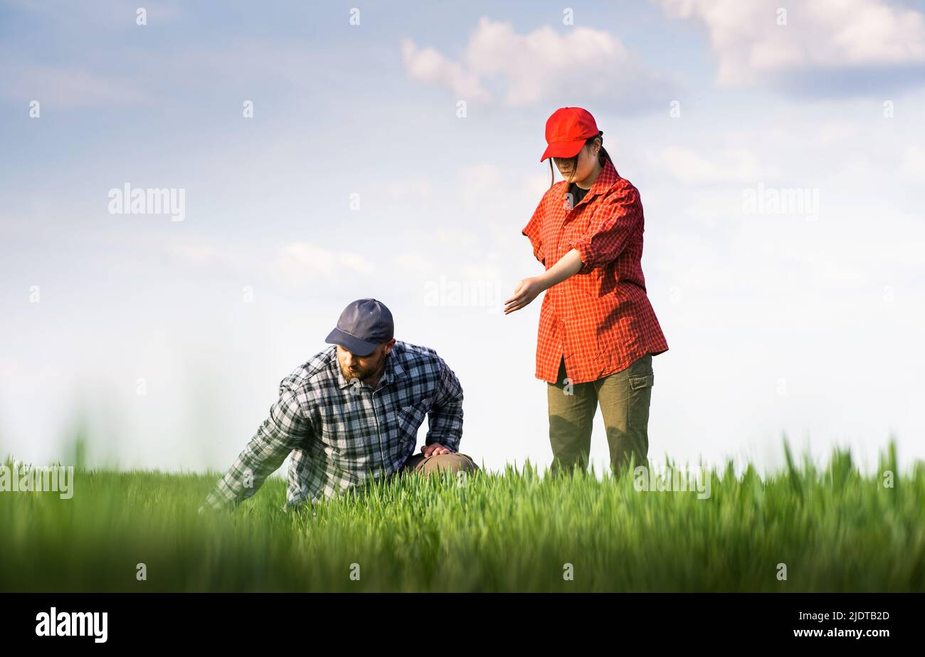 Young farmers examing  planted wheat in the fields Stock Photo