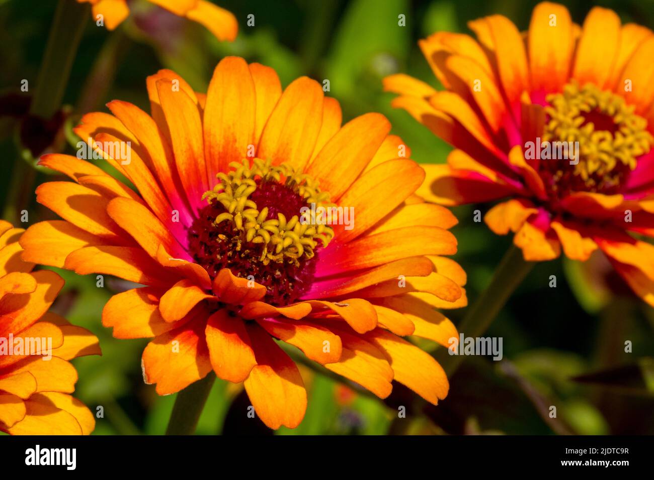 Zinnia Zowie 'Yellow Flame',Orange, Zinnias Flowers Stock Photo