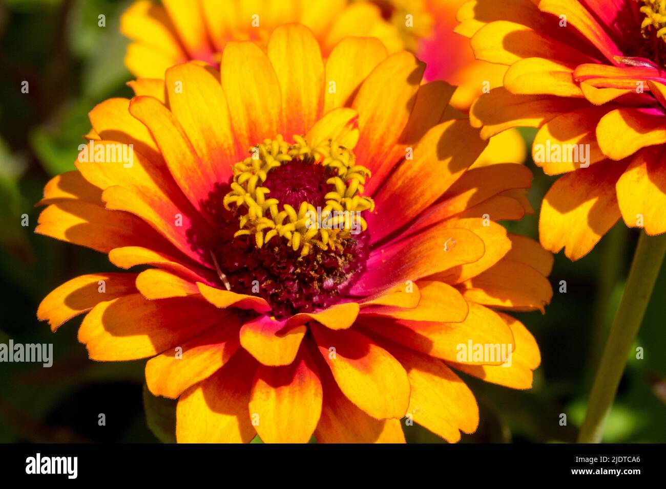 Zinnia "Yellow Flame", Flower, Zinnia Zowie, Zinnia elegans blossom Stock Photo