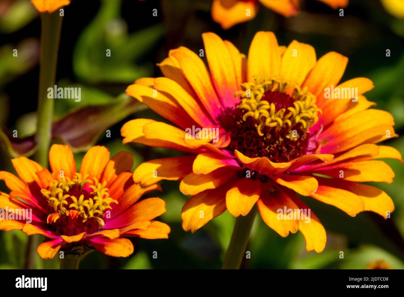 Orange, Flower, Zinnia 'Yellow Flame', Zinnia Zowie, Zinnia elegans Stock Photo