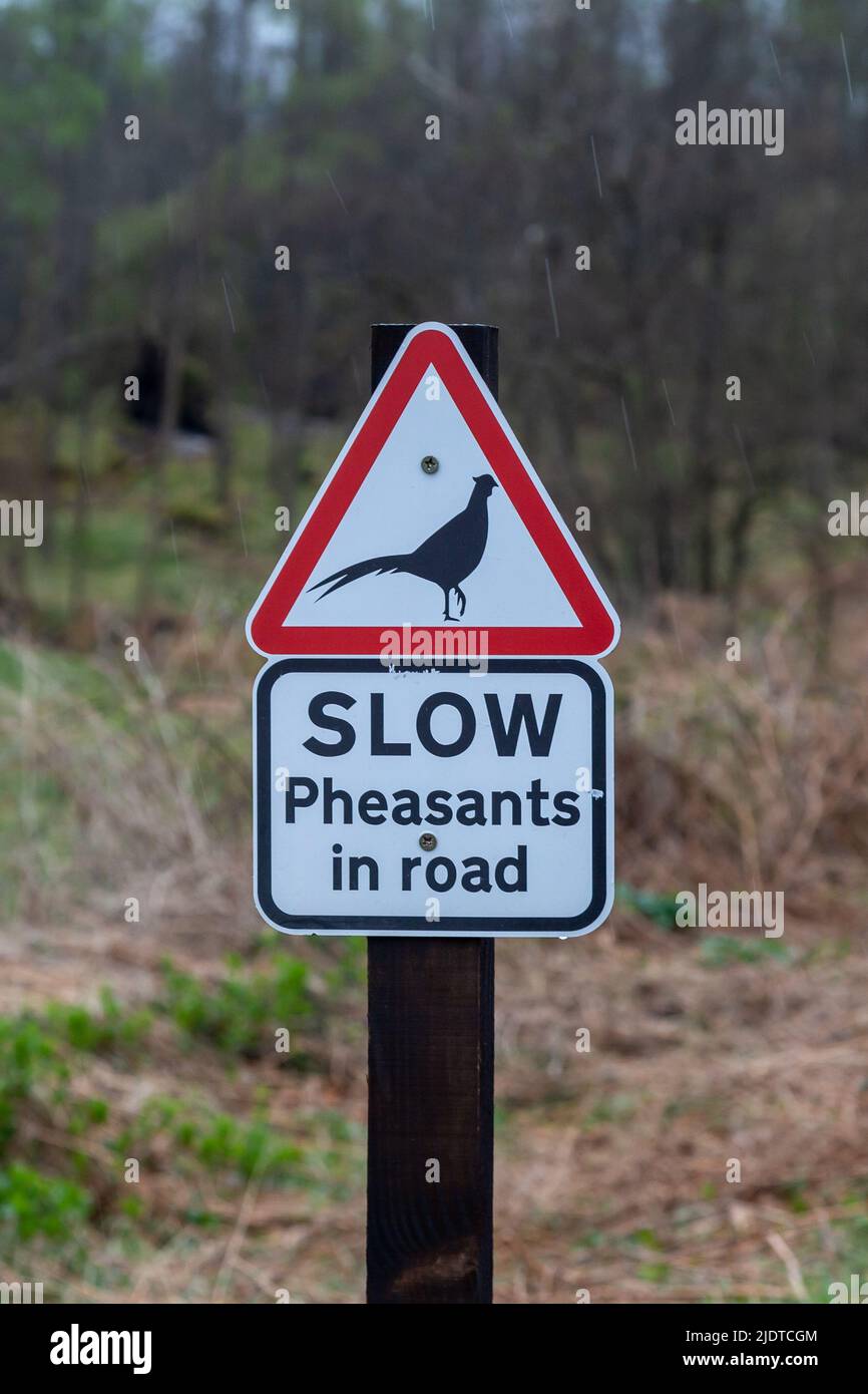 A road sign near woodland warning of pheasants in the road Stock Photo