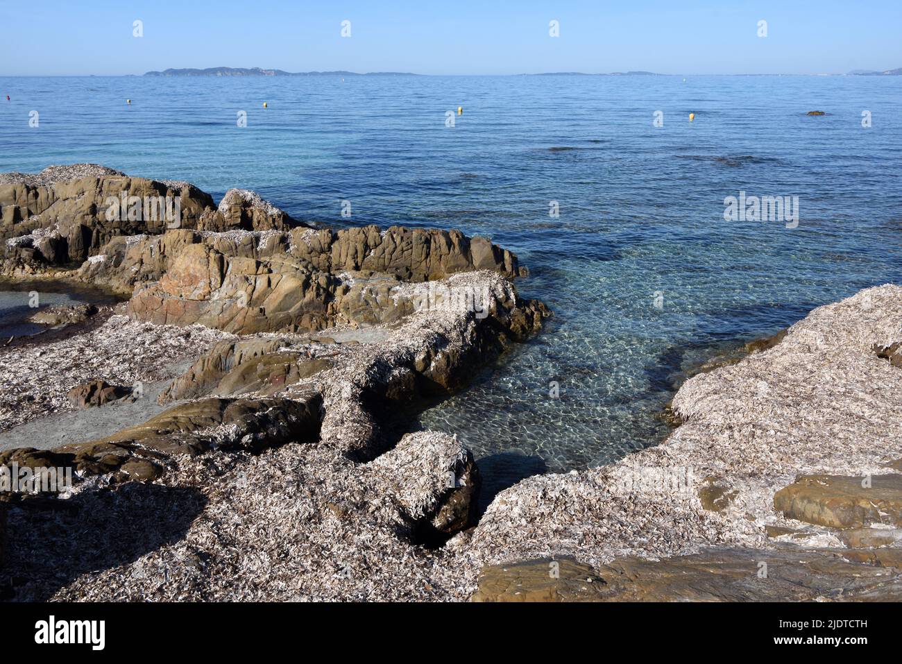 Rocky Seashore of Cabasson Beach covered in Dried Seagrass, or Posidonia Grass, Bormes-les-Mimosas Mediterranean Coast Côte-d'Azur Var France Stock Photo