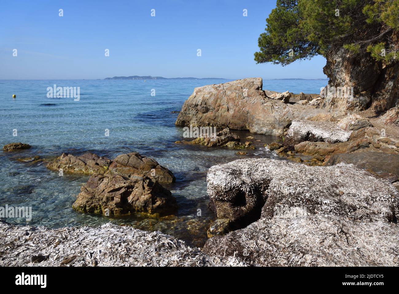 Rocky Seashore of Vignasse Beach covered in Dried Seagrass, or Posidonia Grass, Bormes-les-Mimosas Mediterranean Coast Côte-d'Azur Var France Stock Photo