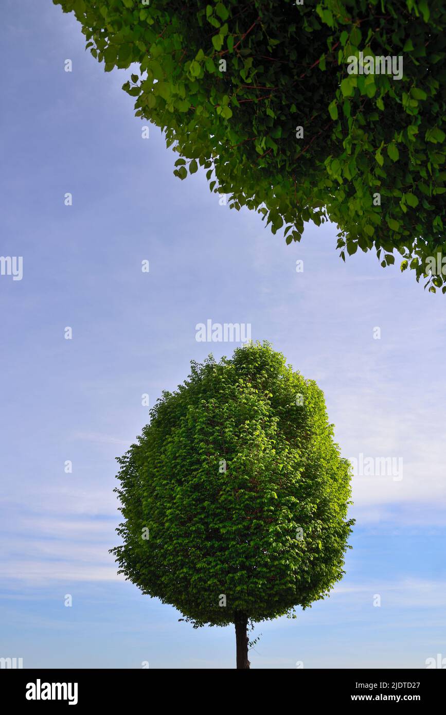 LUSH GREEN TREES AGAINST CLOUD SKY, GRANADA, SPAIN Stock Photo