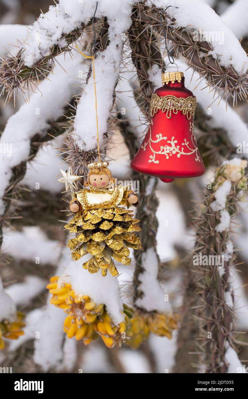CHRISTMAS DEOCRATIONS ON SNOW COVERED CHOLLA CACTUS, SANTA FE, NM, USA Stock Photo