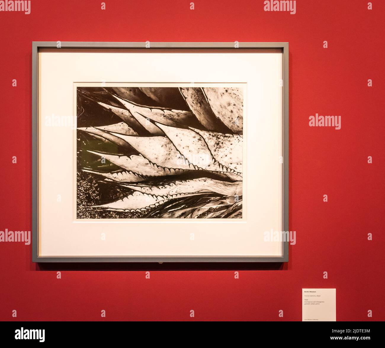 Photograph 'Jucca Spears,Baja“1968 – of the photographer Theodore Brett Weston (1911-1993). Photo Festival Brescia- Exhibition at Santa Giulia Museum Stock Photo