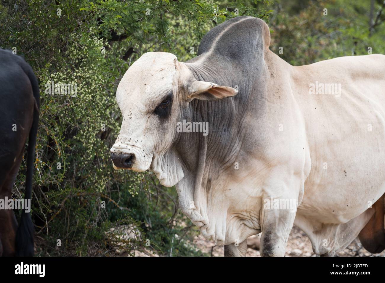 Zebu African Cattle Stock Photo - Alamy