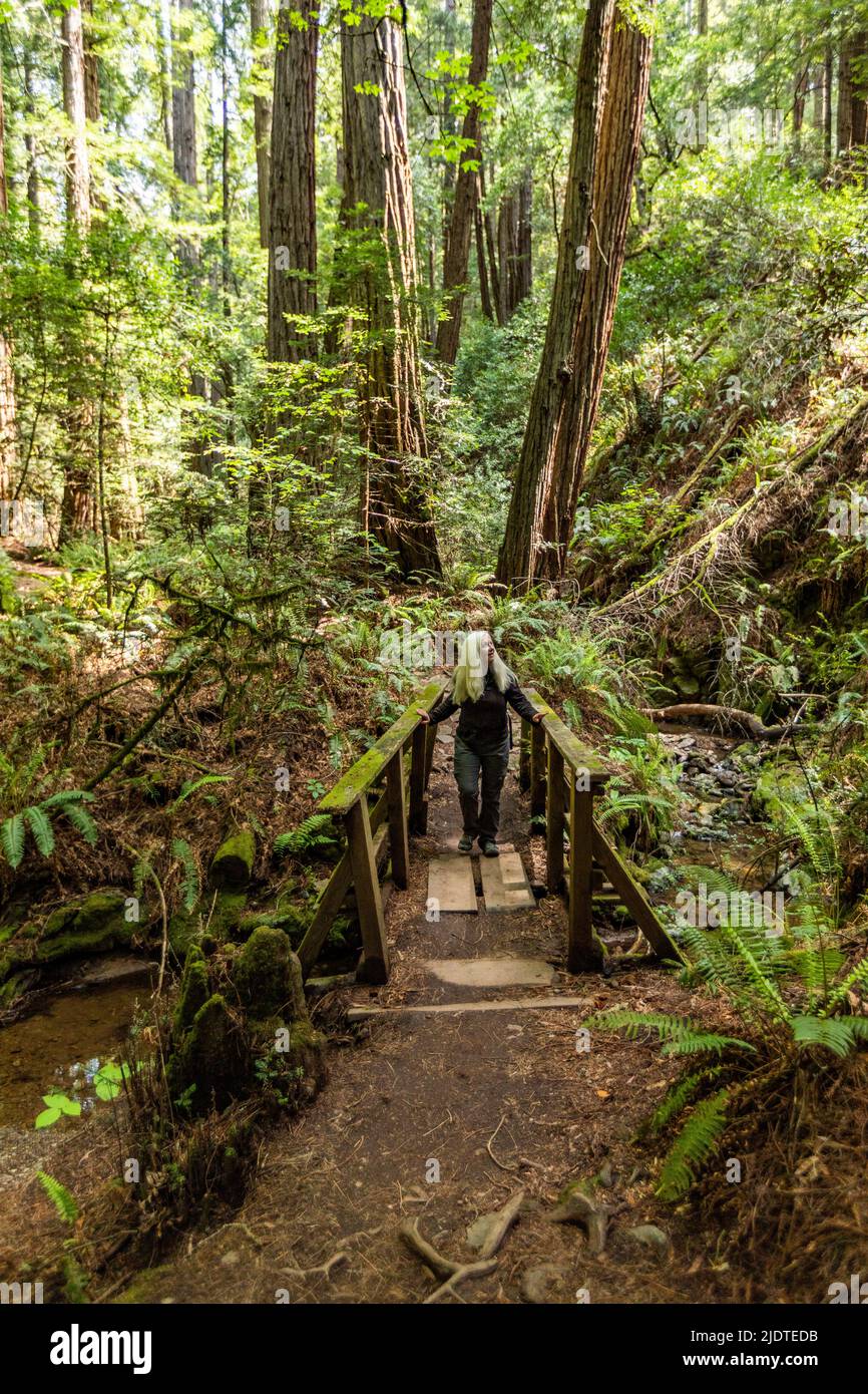 USA, California, Mill Valley, Senior woman hiking through redwood forest near Mt Tamalpais Stock Photo