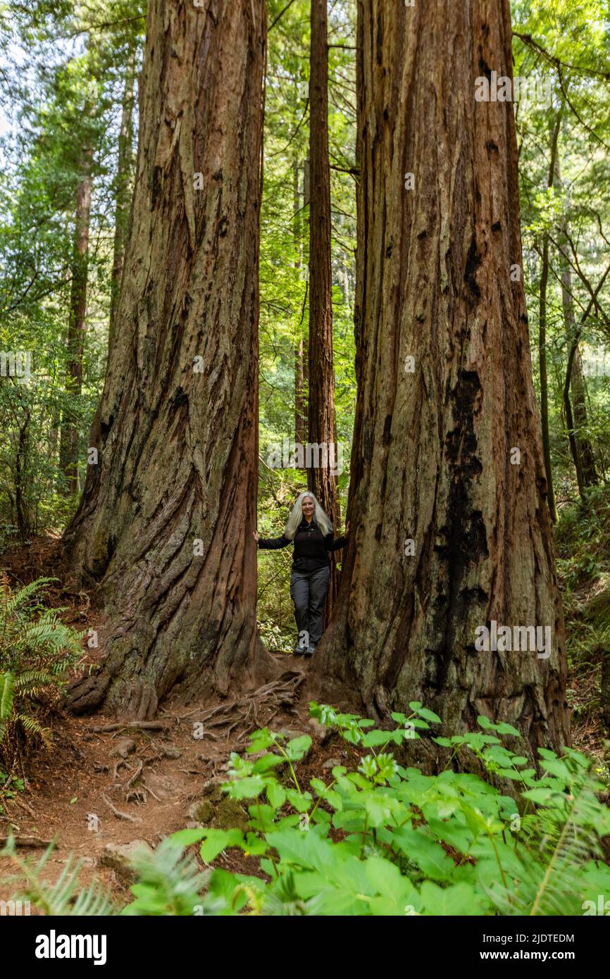 USA, California, Mill Valley, Senior woman hiking through redwood forest near Mt Tamalpais Stock Photo