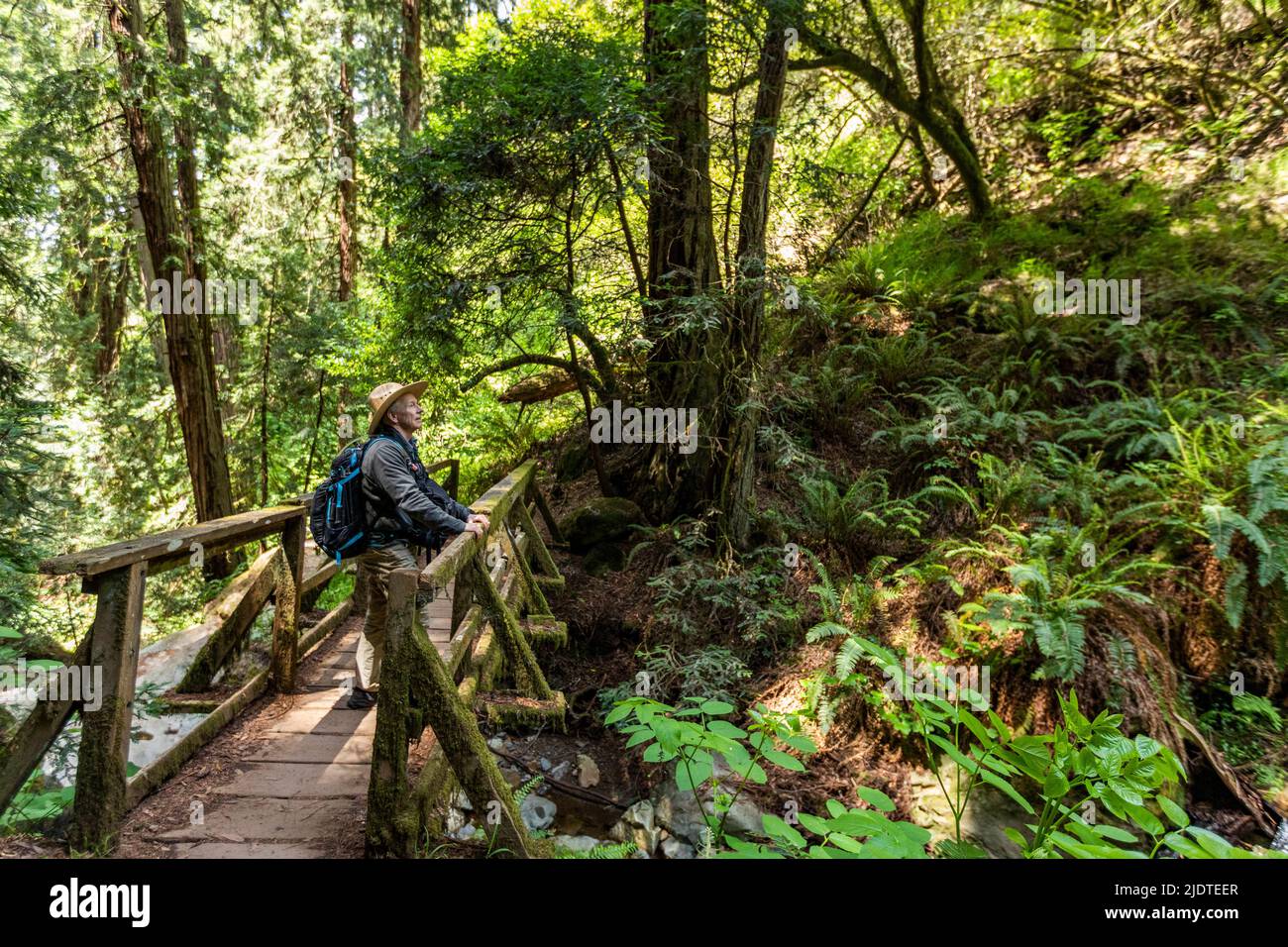 USA, California, Mill Valley, Senior man hiking through redwood forest near Mt Tamalpais Stock Photo