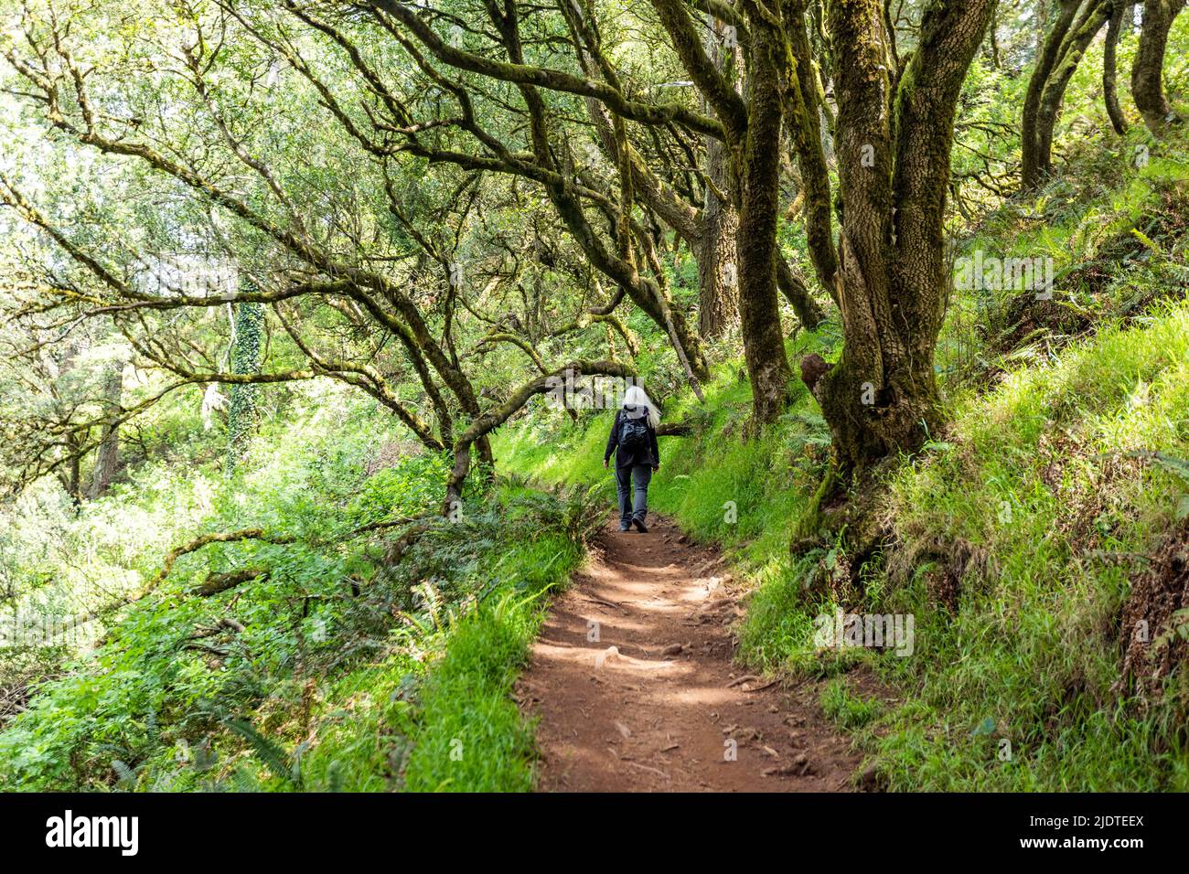 USA, California, Mill Valley, Senior woman hiking through redwood forest near Mt Tamalpais Stock Photo