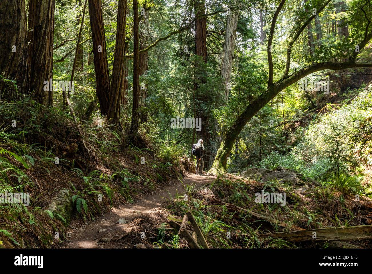 USA, California, Mill Valley, Senior woman hiking through redwood forest near Mt Tamalpais Stock Photo