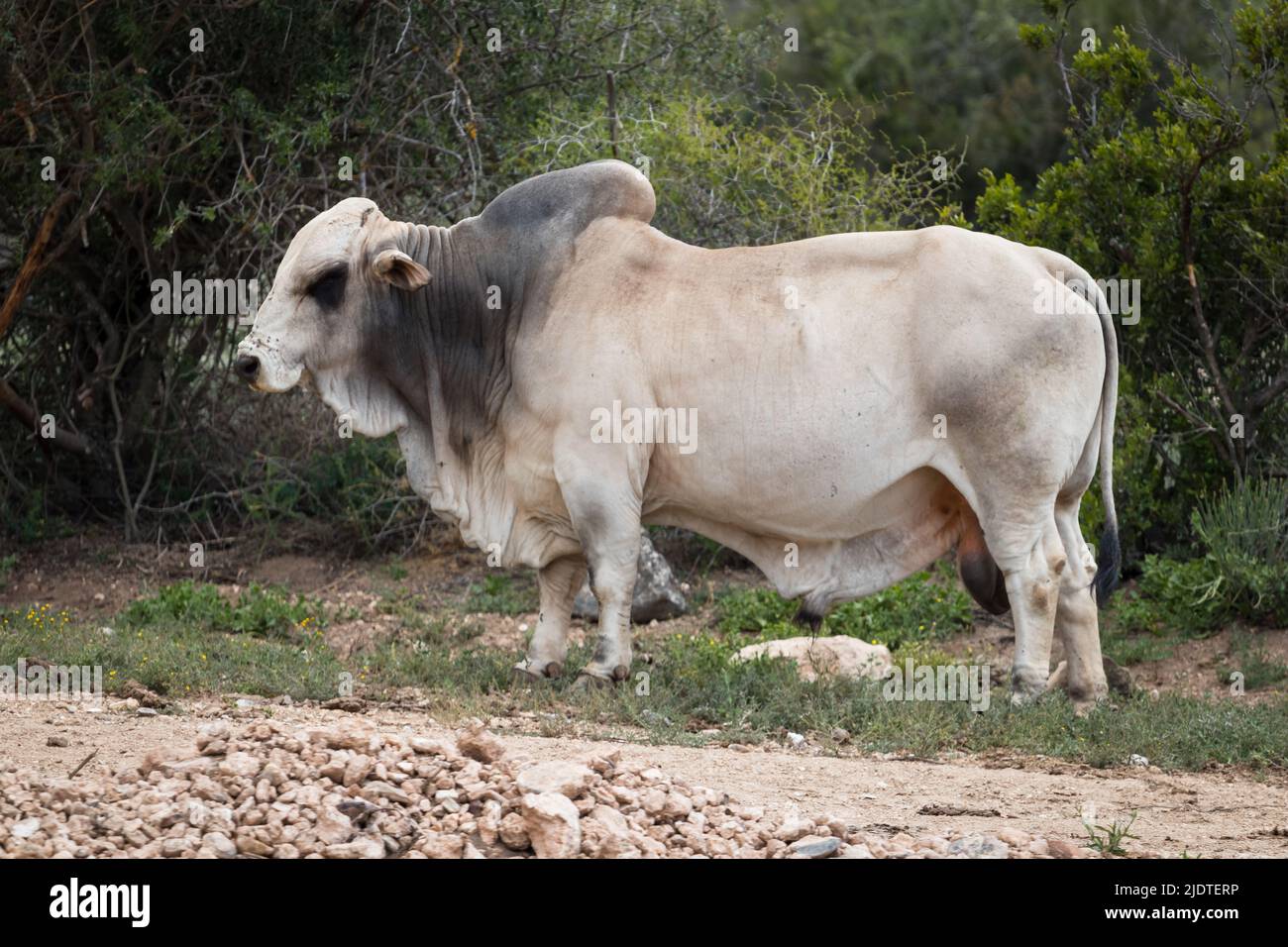 Zebu African Cattle Stock Photo Alamy