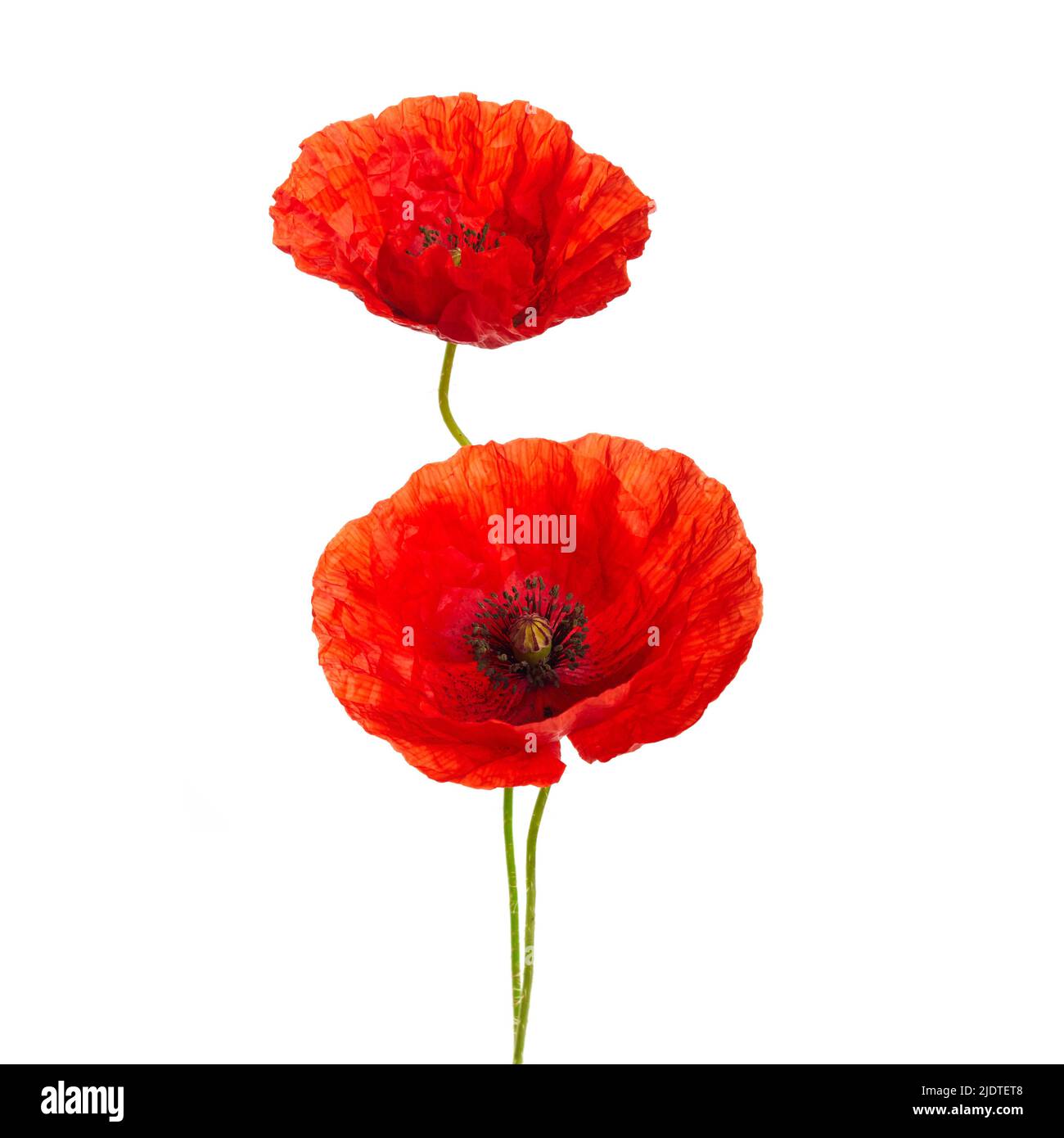Red poppies flower isolated on a white background Stock Photo - Alamy