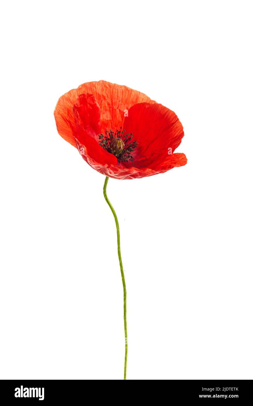 Bright red poppy flower isolated on white background Stock Photo - Alamy
