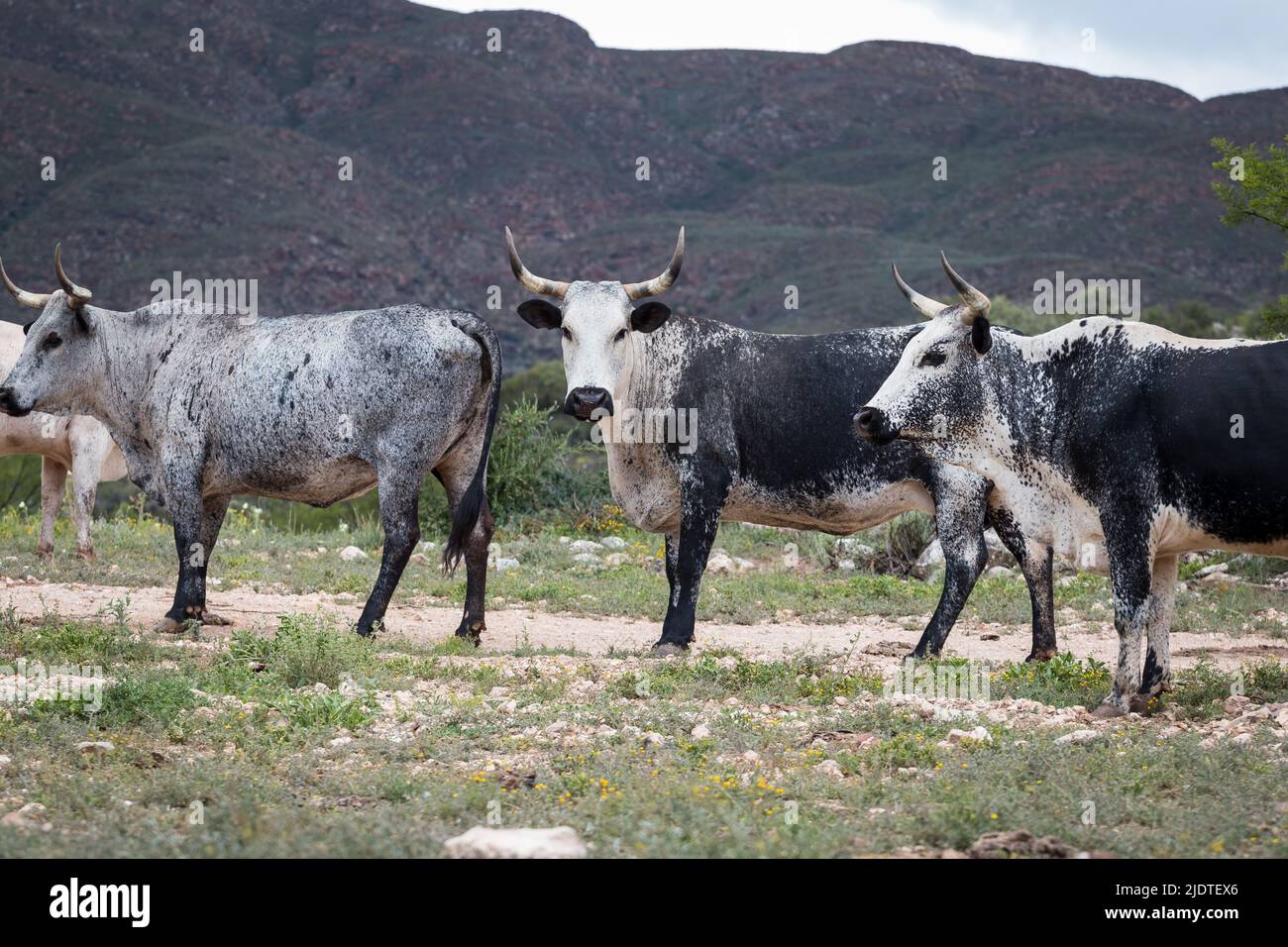 Zebu African Cattle Stock Photo Alamy