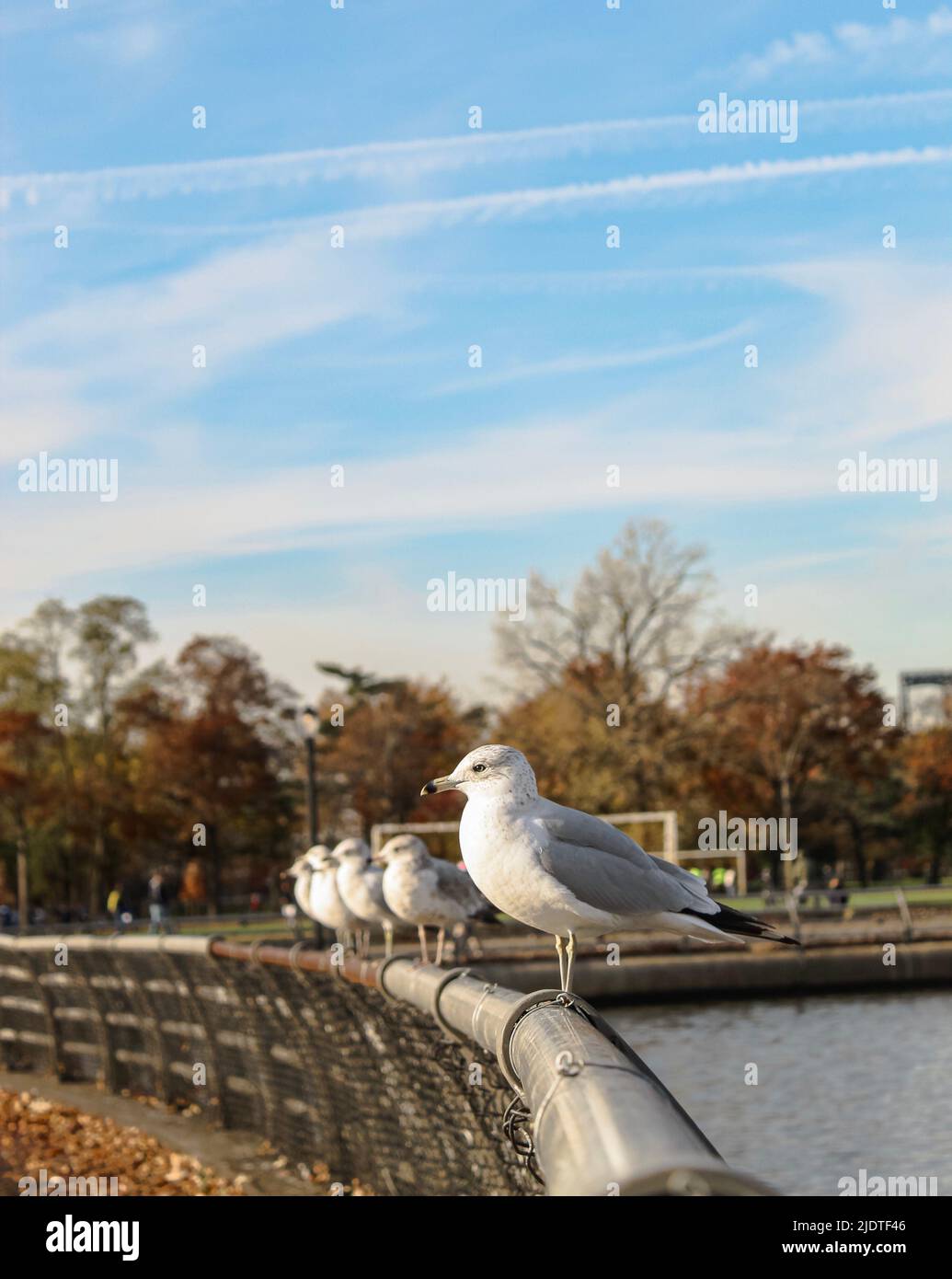 Seagulls At Park Stock Photo