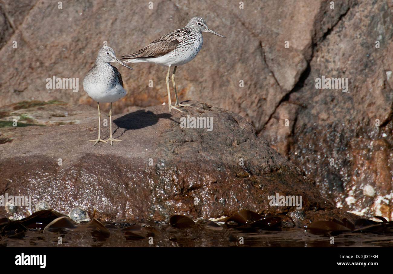 Common Greenshanks (Tringa nebularia) from Hidra, south-western Norway in early May. Stock Photo