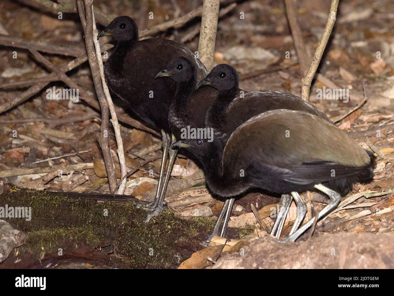 A group of dark-winged trumpeter (Psophia viridis) come to a water hole in the rainforest to drink. The Amazon, Brazil. Stock Photo