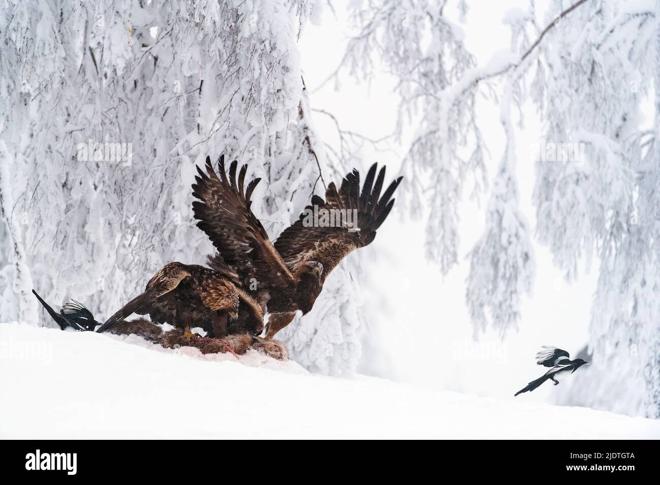 Magpies teasing angry Golden eagles (Aquilla chrysaetos), Telemark, Norway Stock Photo