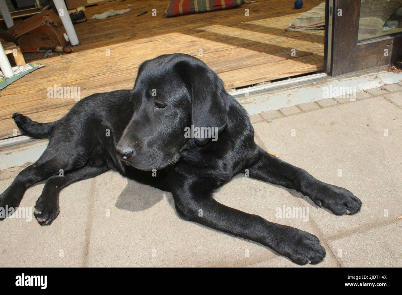 Photograph of a black Labrador Retriever. Labrador puppy in closeup