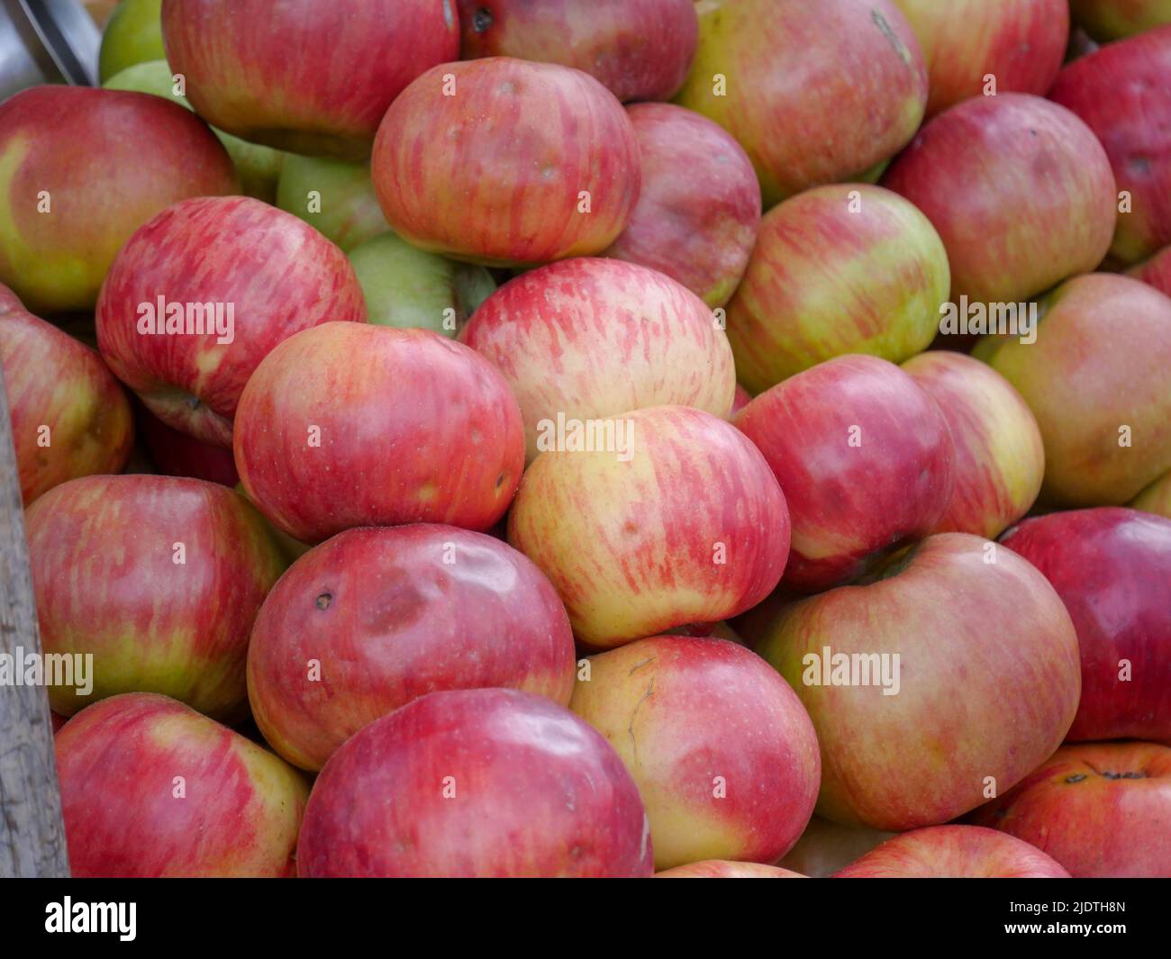 Heap of Indian apples ready to be sell in apple fruit market Stock