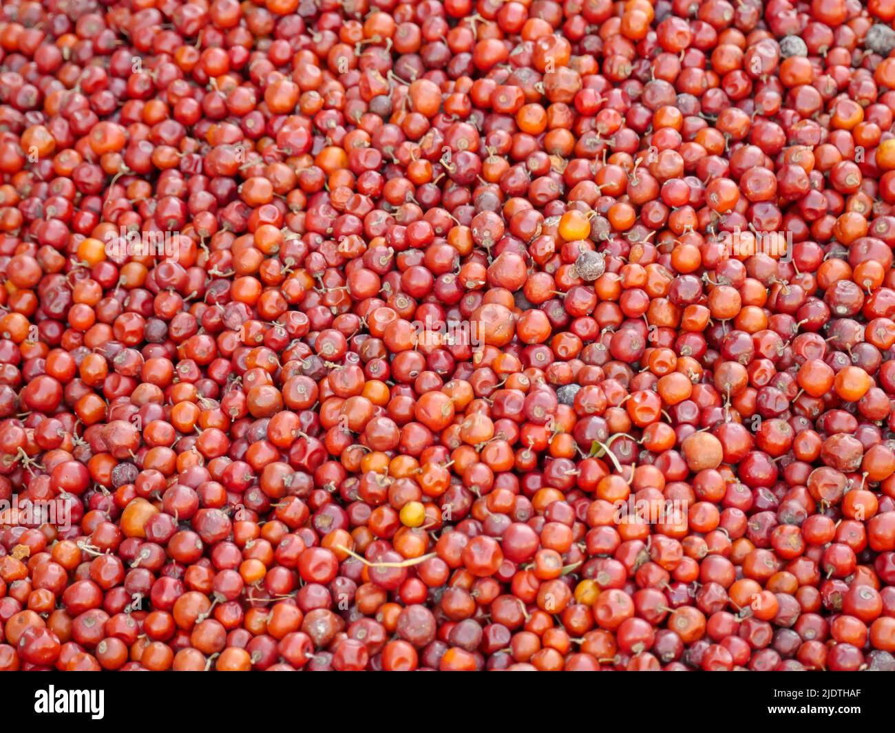 Heap of Red Indian jujube also known as Chinee apple, Chinese apple, jujube, Indian plum, masau, ber, cottony jujube, dungs Stock Photo