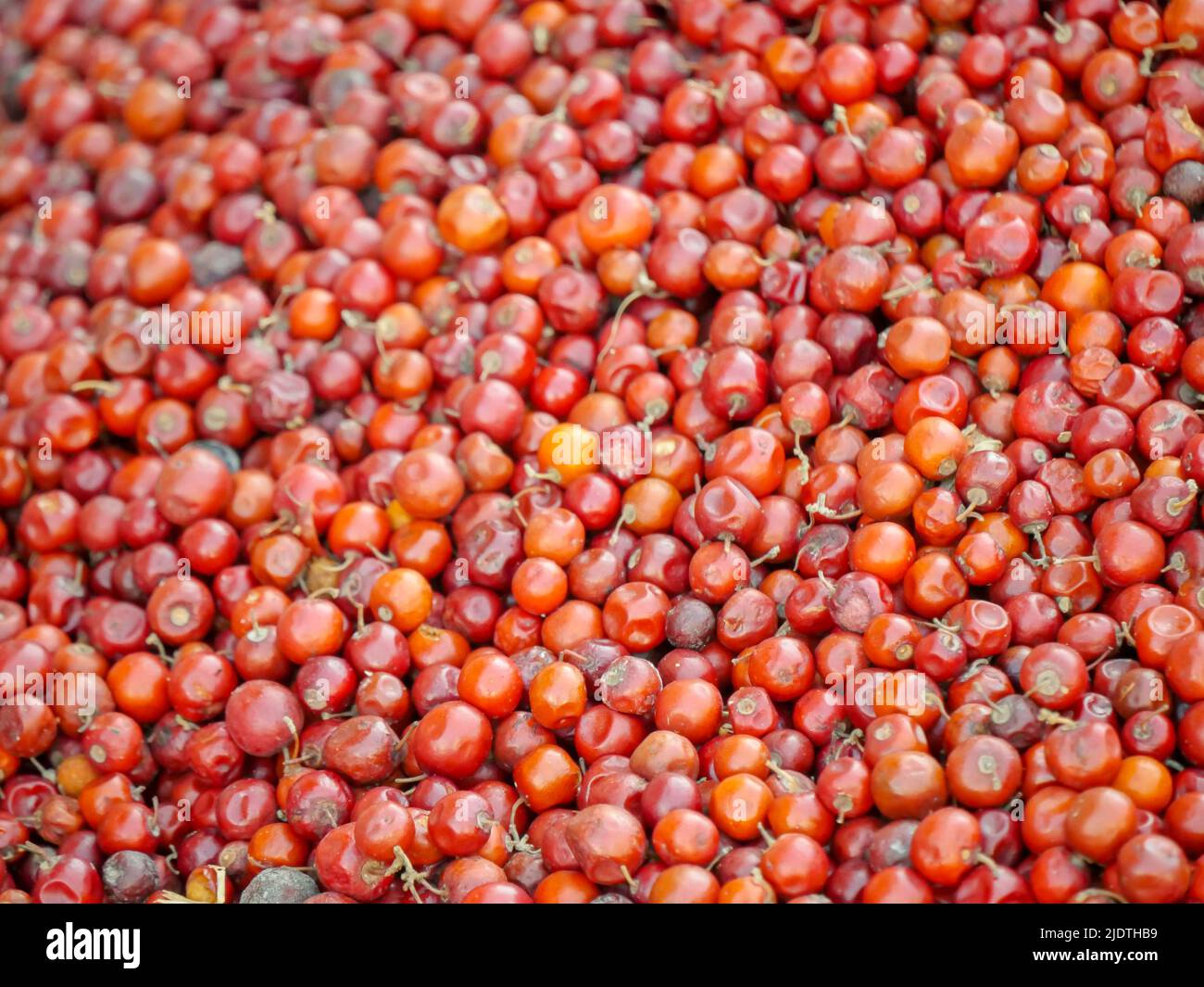 Heap of Red Indian jujube also known as Chinee apple, Chinese apple, jujube, Indian plum, masau, ber, cottony jujube, dungs Stock Photo