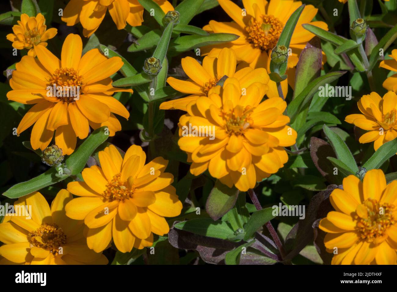 Zinnia Profusion Double Gold, Yellow, Zinnias, Blooming, Flowers Stock Photo