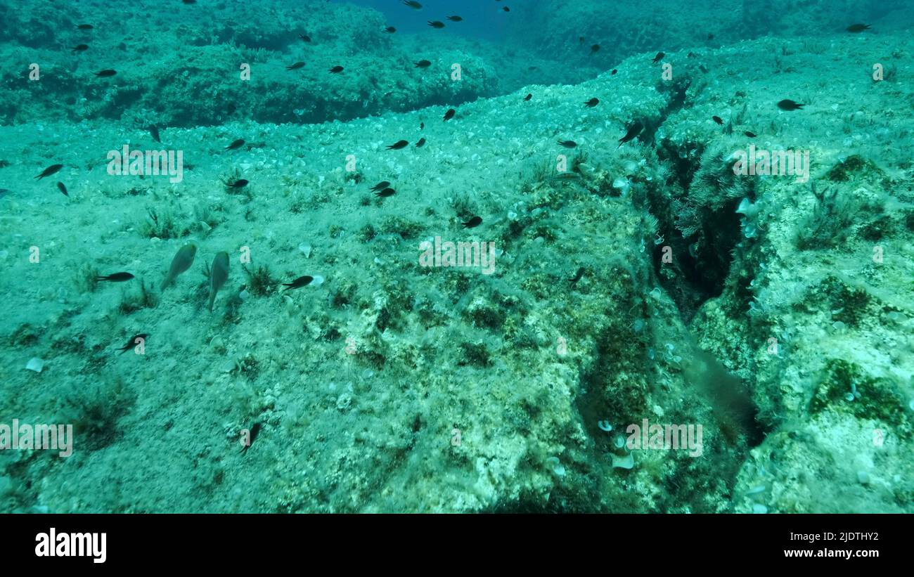 School of fish swims above crack in the seabed over tectonic plates. Tiktanic displacement of plates at the bottom of the sea. Mediterranean underwate Stock Photo