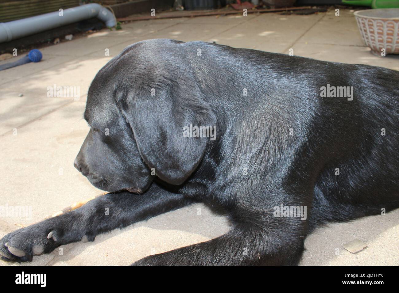 Photograph of a black Labrador Retriever. Labrador puppy in closeup