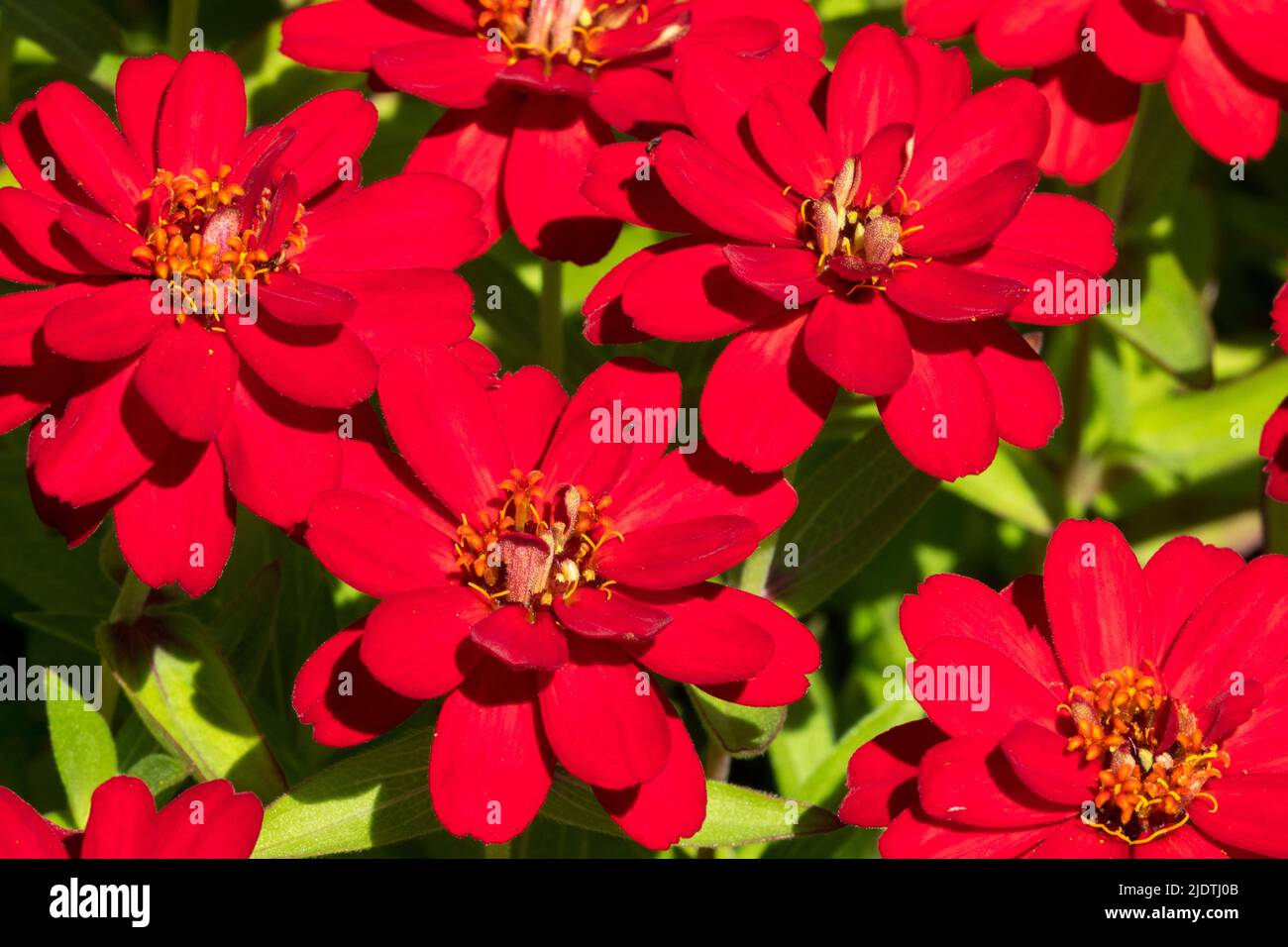 Zinnia 'Profusion Double Red', Zinnias, Flowers, Summer, Blooming, Plant Stock Photo