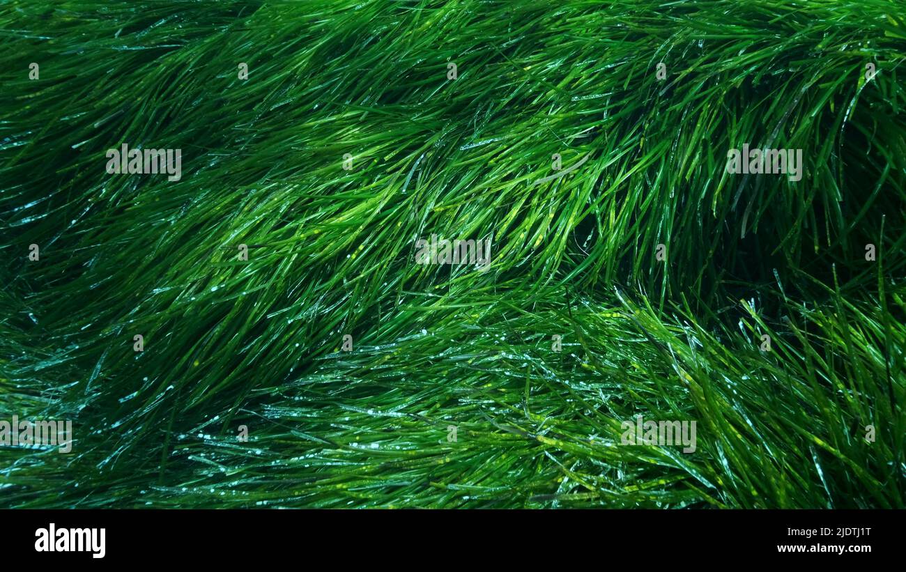 Dense thickets of green marine grass Posidonia, on blue water background. Green seagrass Mediterranean Tapeweed or Neptune Grass (Posidonia). Mediterr Stock Photo