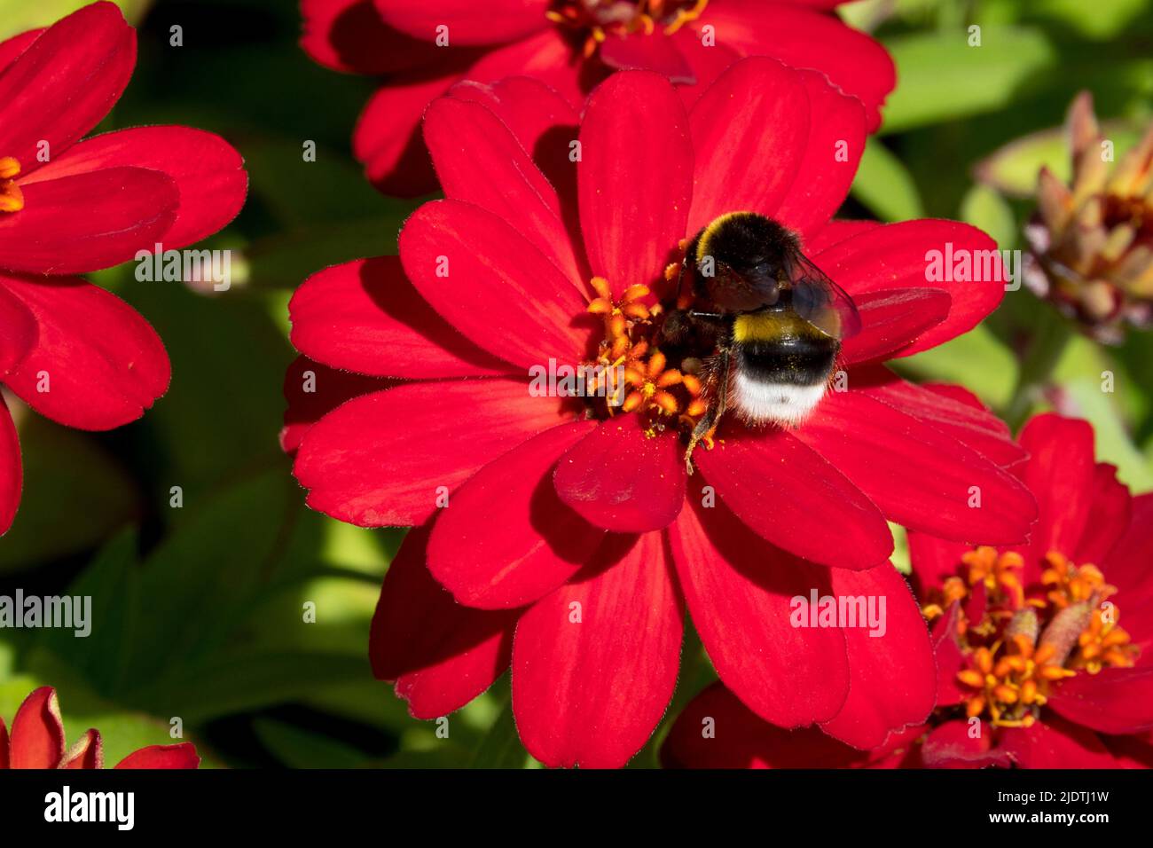 Bumblebee, Flower, Collecting, Nectar, Red, Zinnia Profusion Double Red Stock Photo