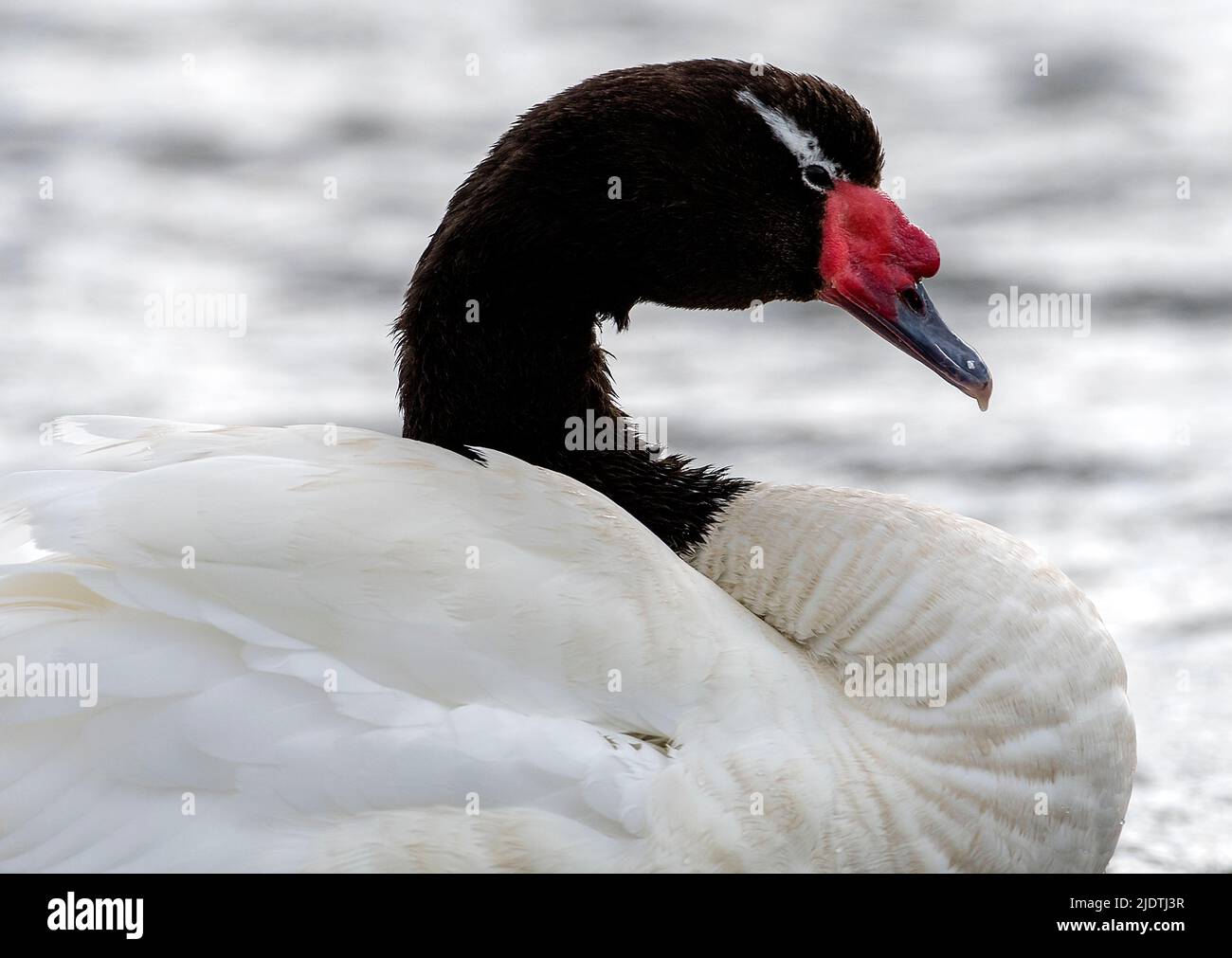 Blacknecked swan (Cygnus melancoryphus) from Punta Arenas, southern