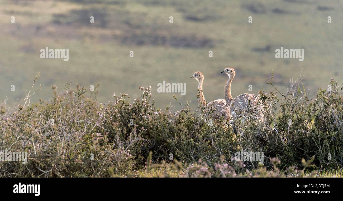 A pair of Darwin's Rhea (Rhea pennata) from southern Chile, close to Torres del Paine NP. Stock Photo