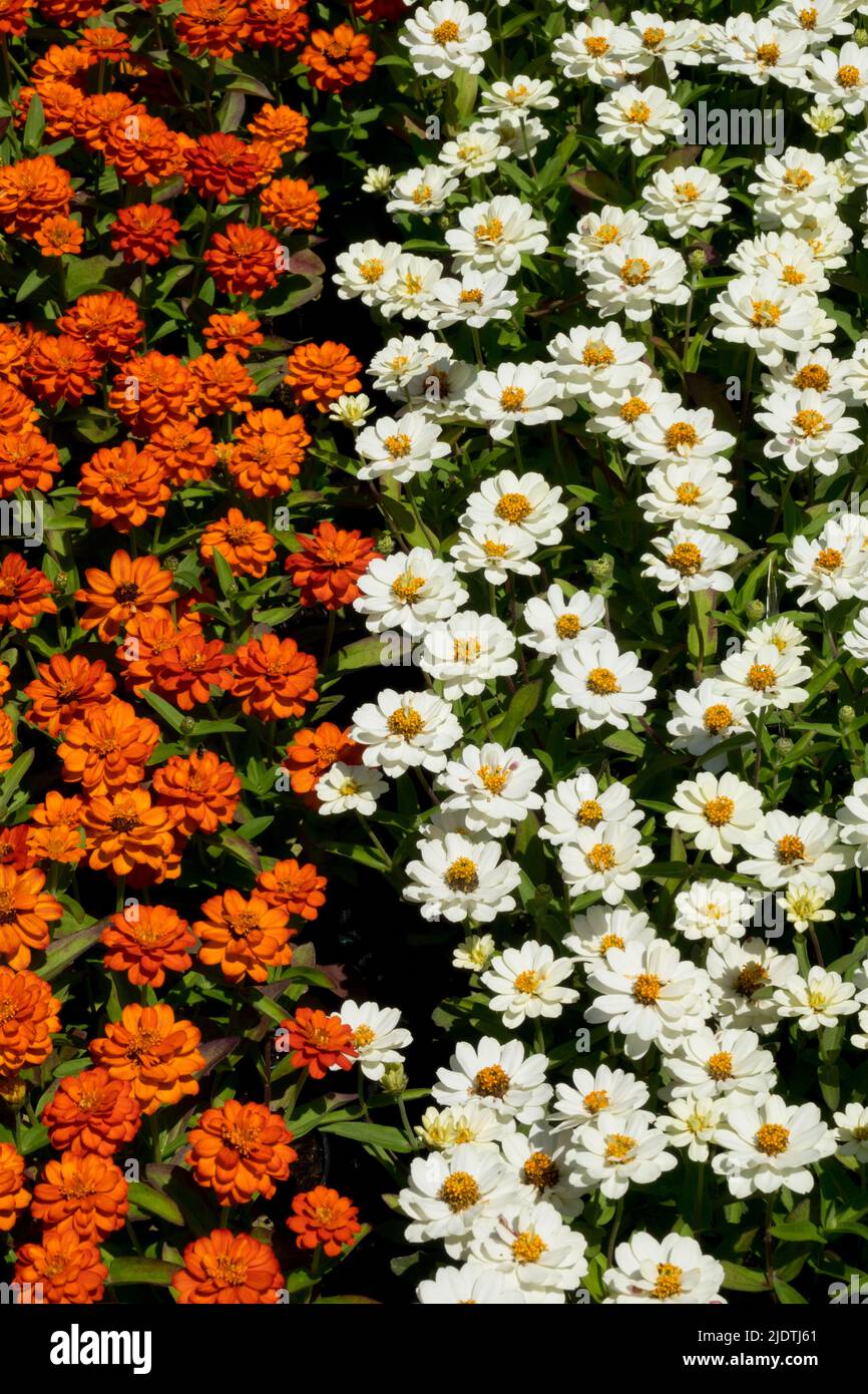 Orange white Zinnias, Zinnia profusion Stock Photo