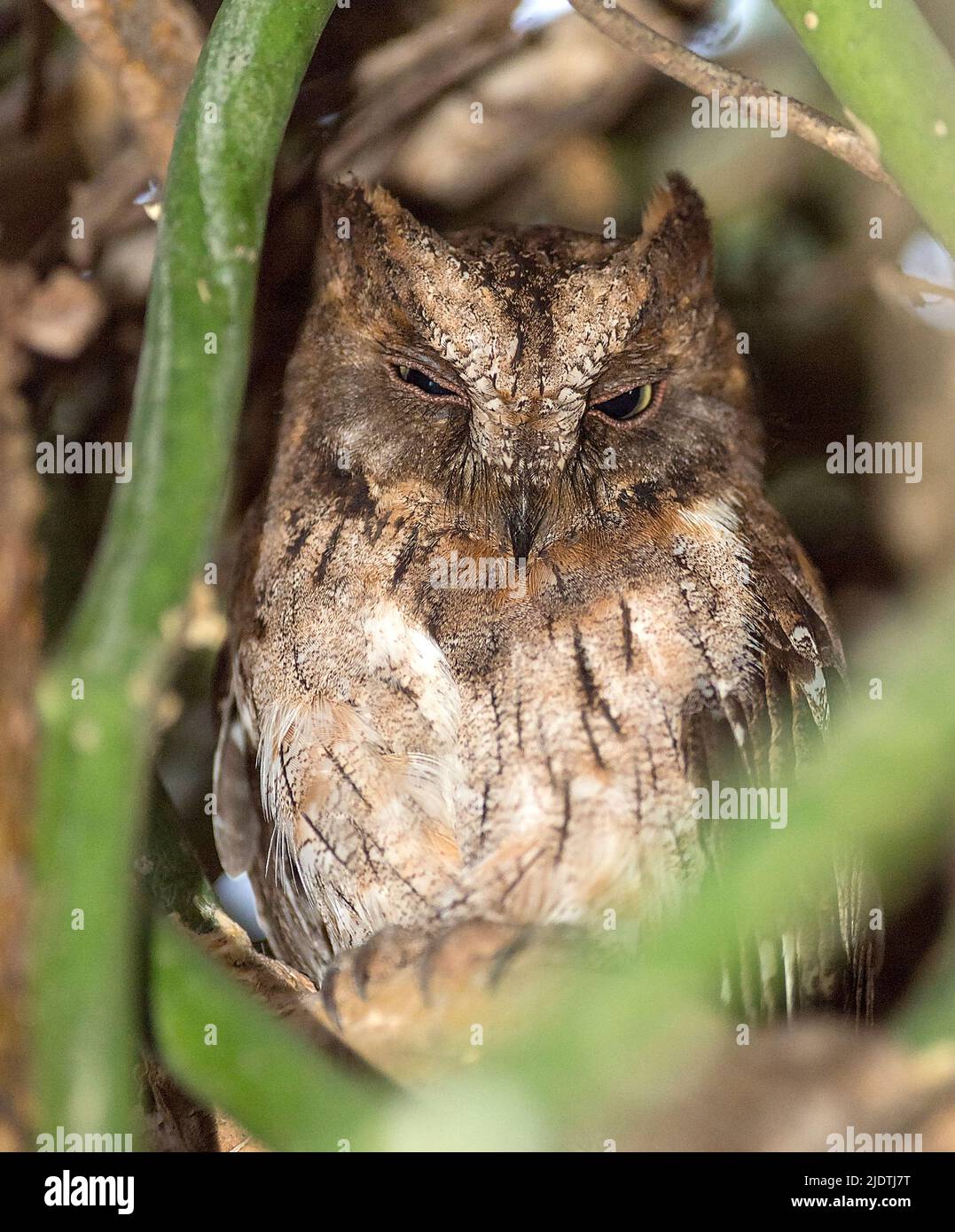 Madagascar scops-owl (Otus rutilus). Stock Photo