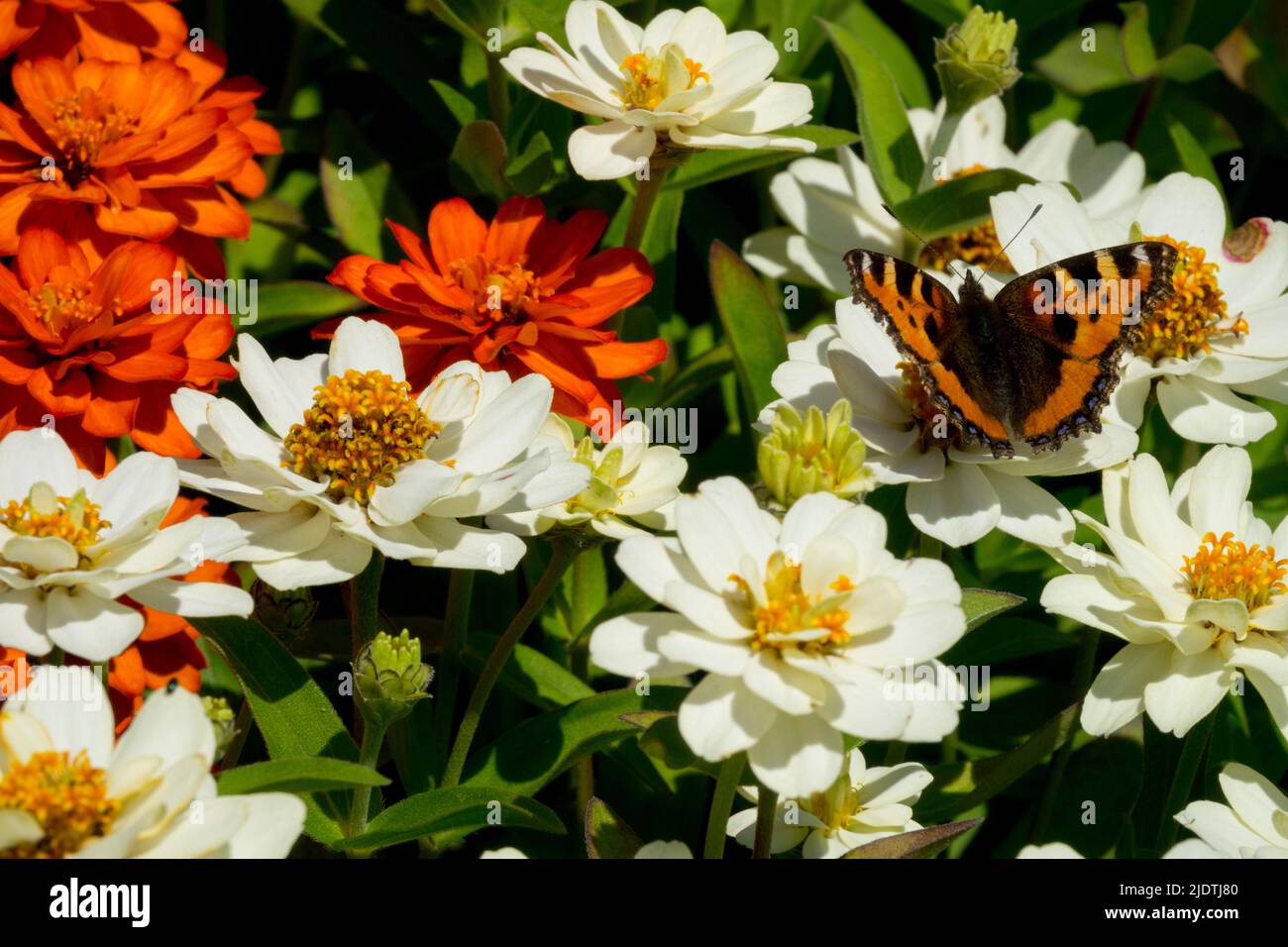 Butterfly on white Zinnia 'Profusion Double White' Zinnias Flowers Stock Photo