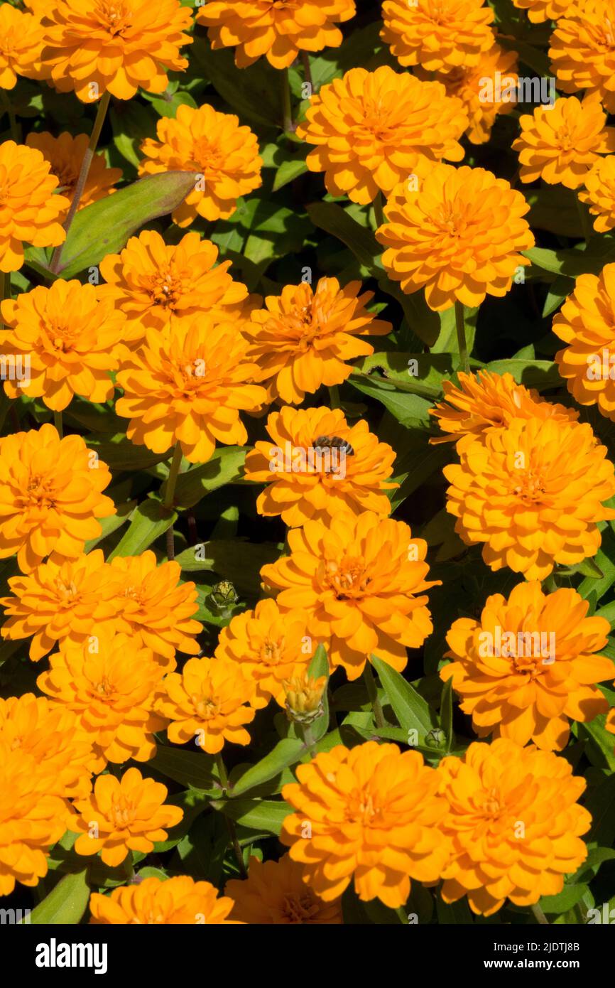 Orange Zinnias Flowers, Zinnia "Profusion Double Orange Stock Photo Alamy