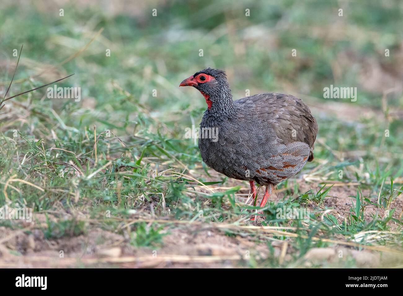 Red-necked spurfowl (Pternistis afer) from Maasai Mara, Kenya. Stock Photo