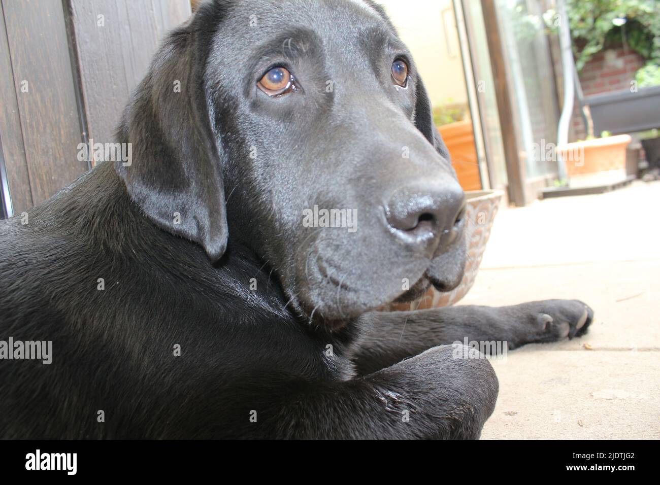 Photograph of a black Labrador Retriever. Labrador puppy in closeup