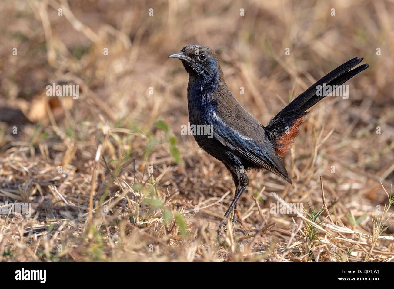 Indian robin (Saxicoloides fulicatus), male. Photo from Jawai-area, Rajasthan, India. Stock Photo